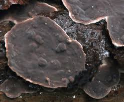 Attēlu rezultāti vaicājumam “Phellinus nigrolimitatus”