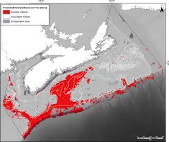 Image result for Vazella pourtalesii