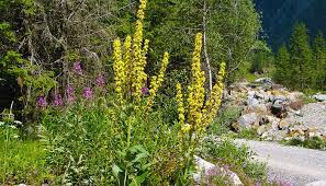 Image result for Königskerzen