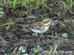 Image result for Emberiza rustica