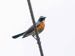 Image result for Irania gutturalis