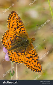 Attēlu rezultāti vaicājumam “Boloria aquilonaris underside”