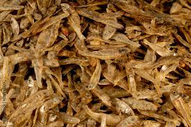 Attēlu rezultāti vaicājumam “Charales”