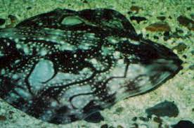 Image result for Raja undulata