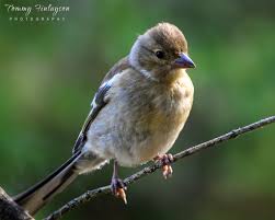 Attēlu rezultāti vaicājumam “Fringilla coelebs juvenile”