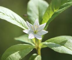 Attēlu rezultāti vaicājumam “Trientalis europaea bud”