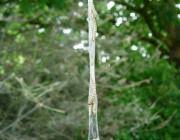 Attēlu rezultāti vaicājumam “Yponomeuta malinellus / cagnagella larva”