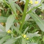 Attēlu rezultāti vaicājumam “Erysimum cheiranthoides fruit”