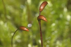 Attēlu rezultāti vaicājumam “Sciuro-hypnum”