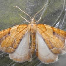 Attēlu rezultāti vaicājumam “Eulithis testata”