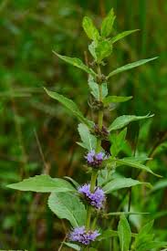 Attēlu rezultāti vaicājumam “Mentha x verticillata”