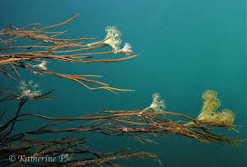Attēlu rezultāti vaicājumam “Cribraria tenella stalked”