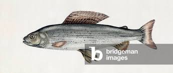 Image result for Thymallus thymallus