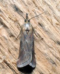 Attēlu rezultāti vaicājumam “Hypochalcia ahenella”