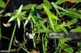 Attēlu rezultāti vaicājumam “Sagittaria sagittifolia leaf”