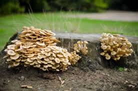 Attēlu rezultāti vaicājumam “Armillaria sp.”