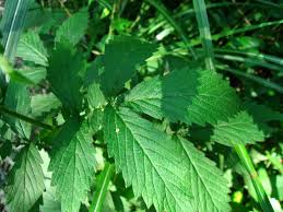 Attēlu rezultāti vaicājumam “Agrimonia pilosa bud”