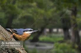 Attēlu rezultāti vaicājumam “Sitta europaea”