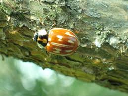 Attēlu rezultāti vaicājumam “Myzia oblongoguttata”