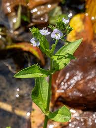 Attēlu rezultāti vaicājumam “Veronica anagallis-aquatica leaf”