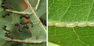 Attēlu rezultāti vaicājumam “Nematus salicis larva”
