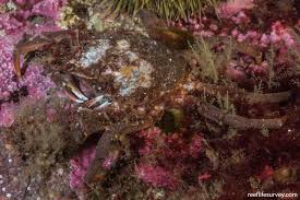 Image result for Hyas araneus