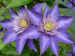 Image result for clematis multi blue
