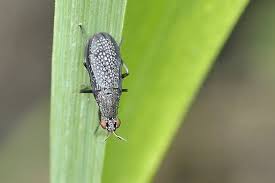 Attēlu rezultāti vaicājumam “Coremacera marginata”