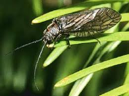 Attēlu rezultāti vaicājumam “Neuroptera”