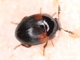 Attēlu rezultāti vaicājumam “Anisotoma humeralis”