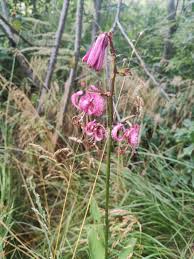 Image result for Lilium martagon Alba