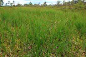 Attēlu rezultāti vaicājumam “Carex limosa”