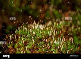Attēlu rezultāti vaicājumam “Neckera complanata sporophyte”