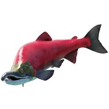 Image result for Oncorhynchus nerka