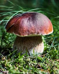 Attēlu rezultāti vaicājumam “Boletus edulis”
