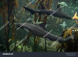 Image result for Triakis megalopterus