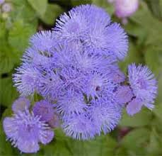Image result for Ageratum houstonianum