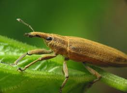 Attēlu rezultāti vaicājumam “Lixus iridis”