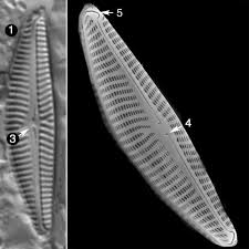 Attēlu rezultāti vaicājumam “Dianema nivale sessile”