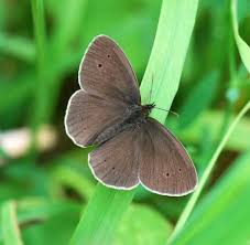 Attēlu rezultāti vaicājumam “Aphantopus hyperantus underside”