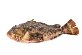 Image result for Scorpaena scrofa