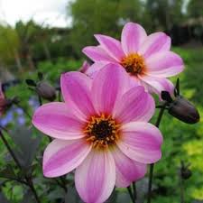 Image result for Dahlia hybrid.