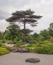 Attēlu rezultāti vaicājumam “Pinus nigra”