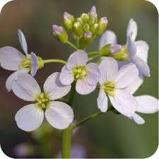 Attēlu rezultāti vaicājumam “Cardamine pratensis flower”