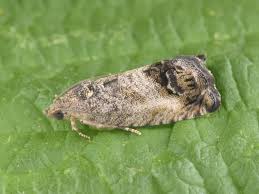 Attēlu rezultāti vaicājumam “Cydia splendana”