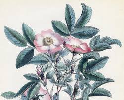 Attēlu rezultāti vaicājumam “Rosa villosa”