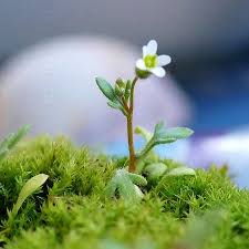 Attēlu rezultāti vaicājumam “Saxifraga tridactylites”