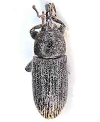 Attēlu rezultāti vaicājumam “Curculionidae”