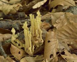 Attēlu rezultāti vaicājumam “Clavulinopsis cinerioides”