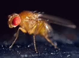 Attēlu rezultāti vaicājumam “Drosophila melanogaster”